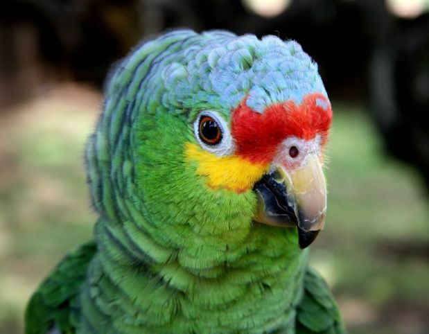 A Little About Parrots…